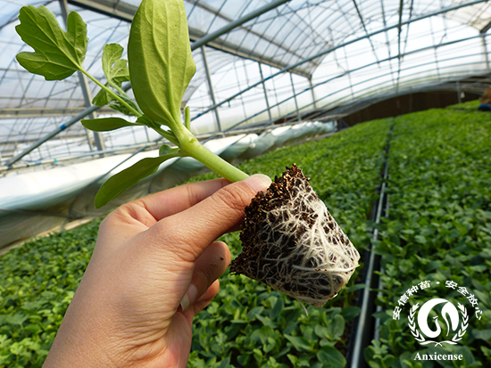 安信西瓜苗根系發(fā)達