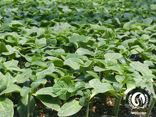 專業嫁接黃瓜苗