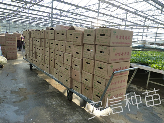 安信種苗送苗專用箱