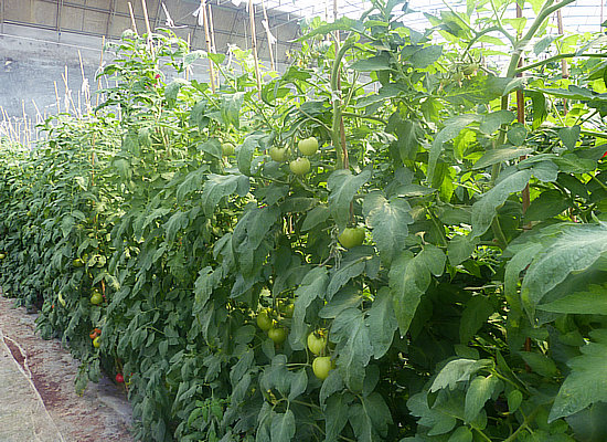 番茄苗-卡特琳 番茄苗-卡特琳