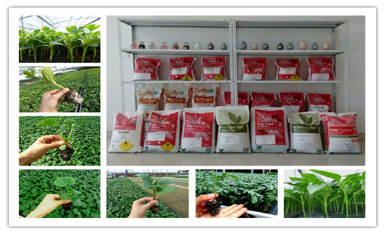 安信種苗主營(yíng)產(chǎn)品