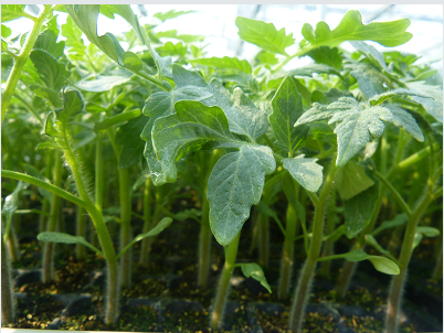 番茄苗廠家-安信種苗 番茄苗廠家-安信種苗